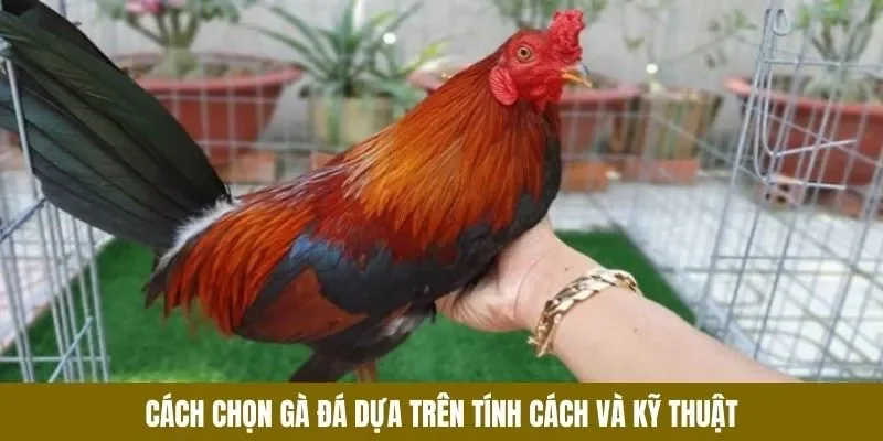 Cách chọn gà đá theo tính cách và kỹ thuật
