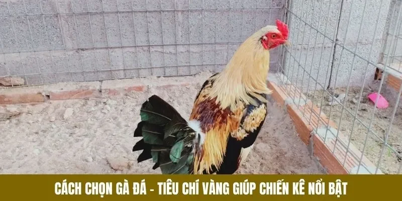 Cách chọn gà đá